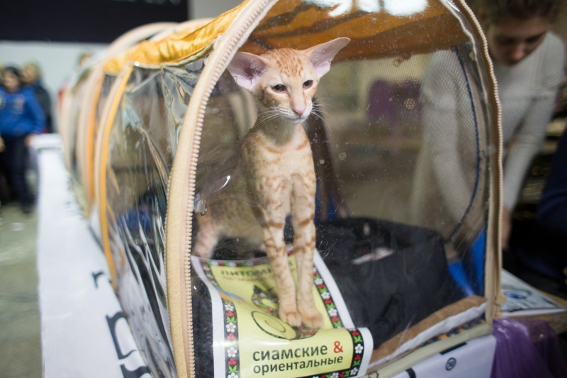 &quot;Зважений і пухнастий&quot;: кот Кекс выиграл битву гигантов на выставке в Киеве